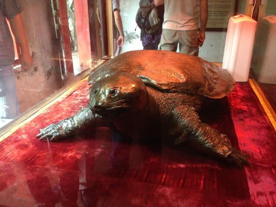 Riessenschildkroete, lebte im Hoan-Kiem-See.