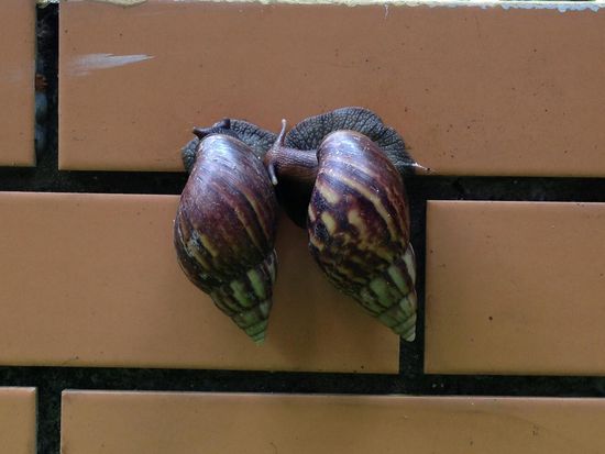 Ein Schneckenpaar in Onkel Ho's Garten. Groesse knapp 10cm.