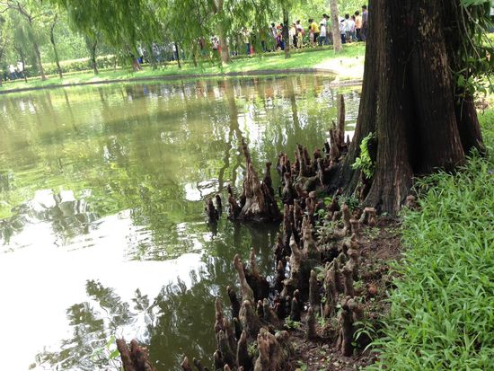 Baumwurzeln, See in Onkel Ho's Garten