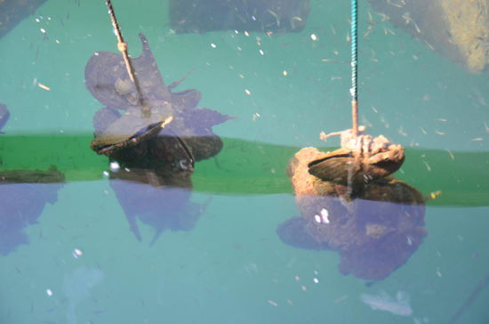 Hier werden Perlen gezüchtet. Eine Perle wächst 2 Jahre lang in einer bestimmten Tiefe. Sie dürfen im Wasser nicht zu tief hängen, da sie sonst verhungern und nicht zu hoch, da es von der Sonne zu heiß ist.