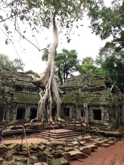 Dieser Baum, ist auf dem Dach gewachsen.