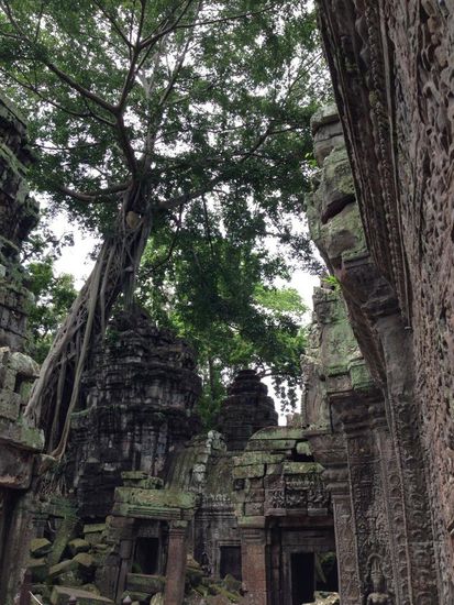 Hier sind 2 Baeume ineinander verwachsen.