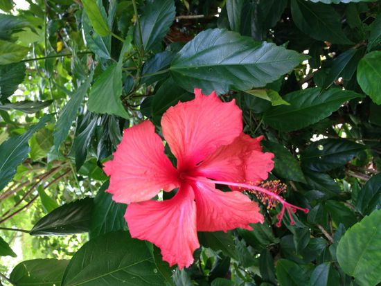 Roter Hibiscus