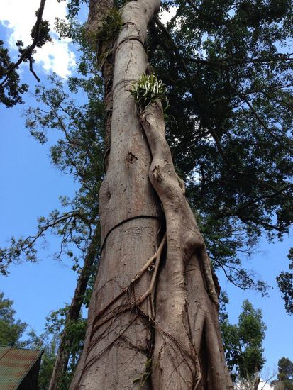 Zwei Baeume ineinander verwachsen