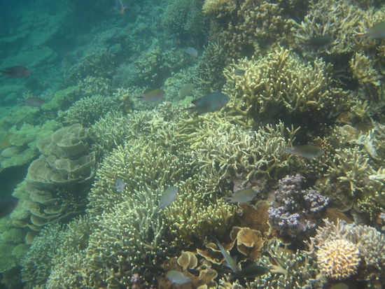 Twin Peak Reef (1 von 2)