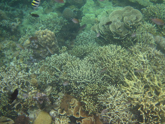Twin Peak Reef (2 von 2)