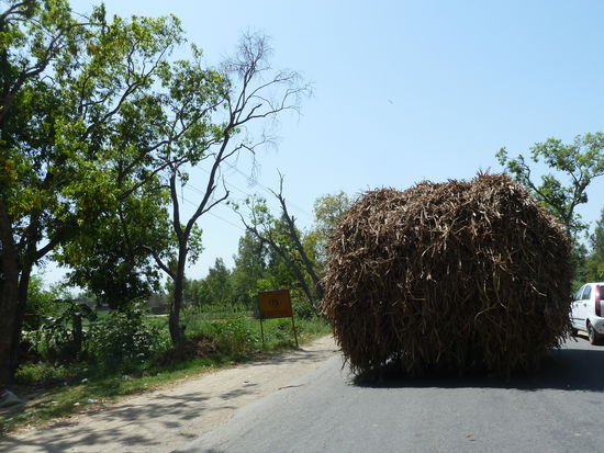 Die mit Zuckerrohr beladenen Karren