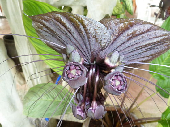 ... mit interessanten Blumen