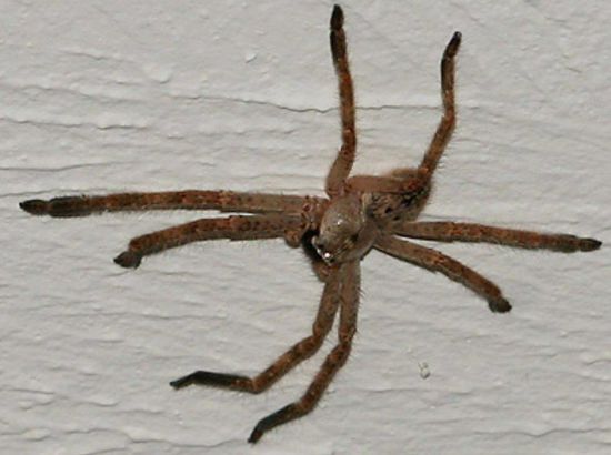 Die fette Spinne von heute morgen
