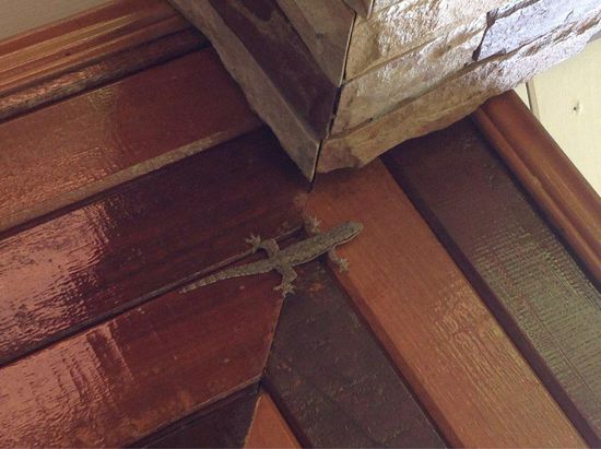 Gecko auf dem Balkon