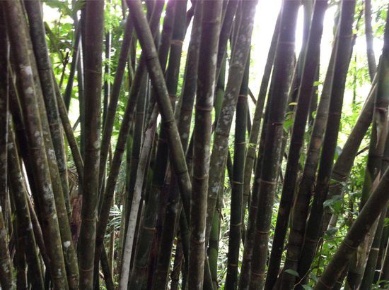 Bambus