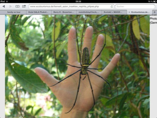 Die große Seidenspinne