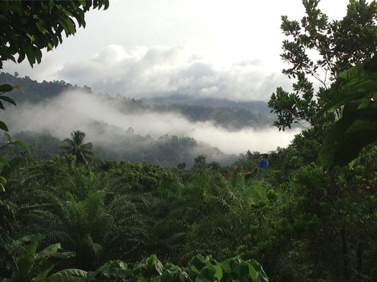 Aussicht vom Baumhaus am Morgen
