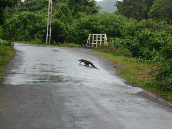 Ein Waran überquert die Straße