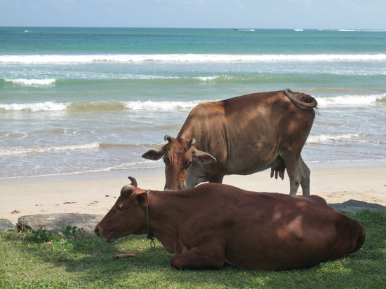 Die Kühe sind auch gern am Strand