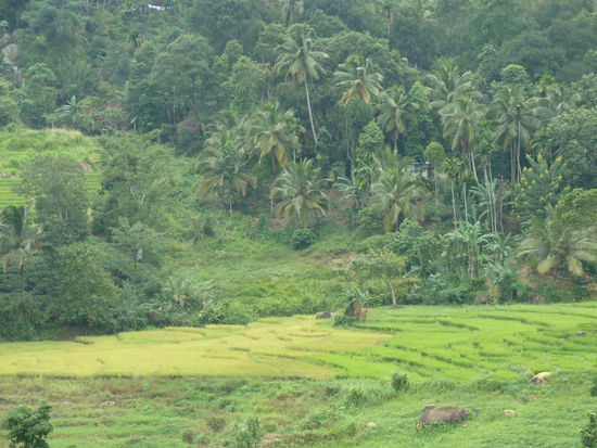 Die Fahrt zum Sigirya