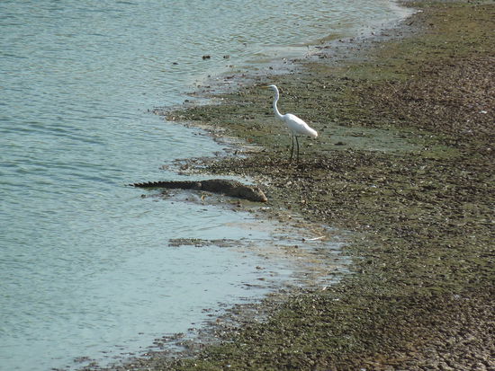 Der Vogel lebt gefährlich
