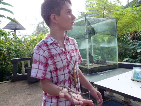 Mit Stabheuschrecke und wandelndem Blatt