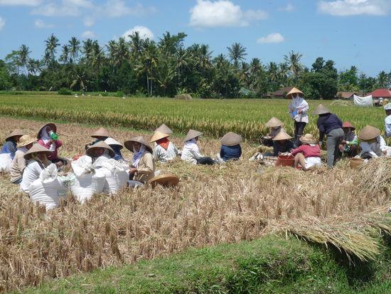 Auf dem Weg nach Ubud