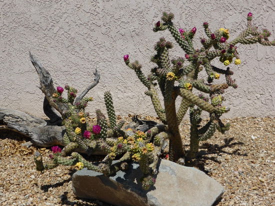 Vor dem Haus bluehen die Kakteen