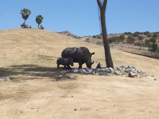 Mutter Rhino mit ihrem 2 Monate altem Kind, abseits von der Herde.