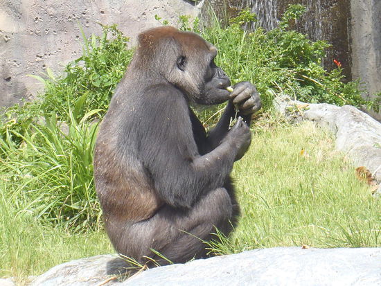 Ach rutscht mir doch den Buckel runter und stört mich nicht beim Daumenlutschen