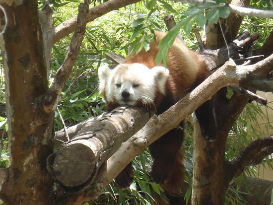 Wer hat hier was von Faulpelz gesagt, geh mir aus den Augen - ich chille!!