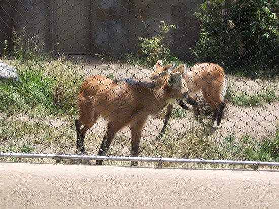 Südamerikanische Mähnenwölfe - nur dem Namen nach wild