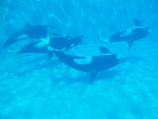 Begrüßungskomitee der Orcas gleich nach dem Eingang