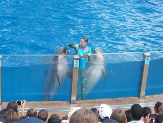 Hautnah an den Delfinen - eine Vorführung perfekt