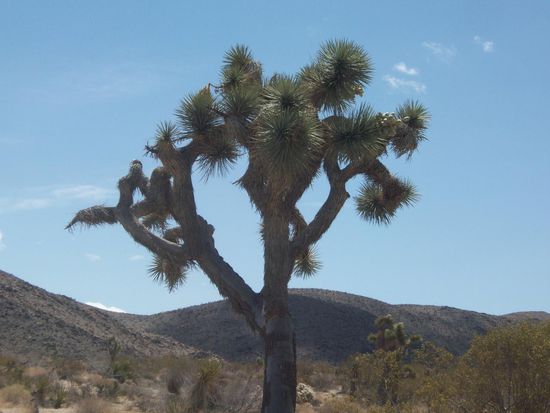 Der Baum des Lebens in der Wüste - Futter und Schutz für viele Tiere. Schlangen, Ratten, Mäuse, Insekten und Vögel profitieren von diesen Bäumen.