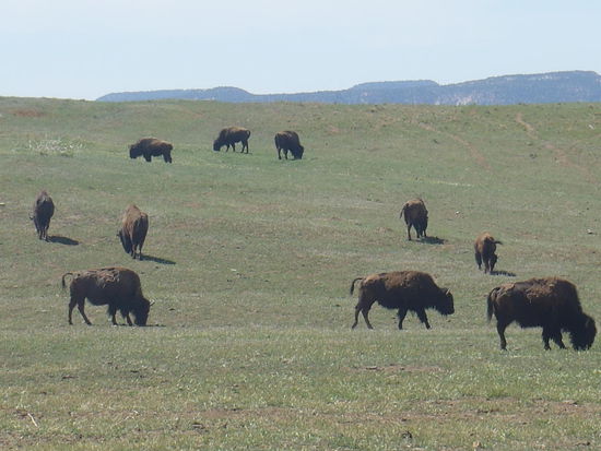 Vor Einfahrt in den Nationalpark erwartete uns eine Herde Büffel