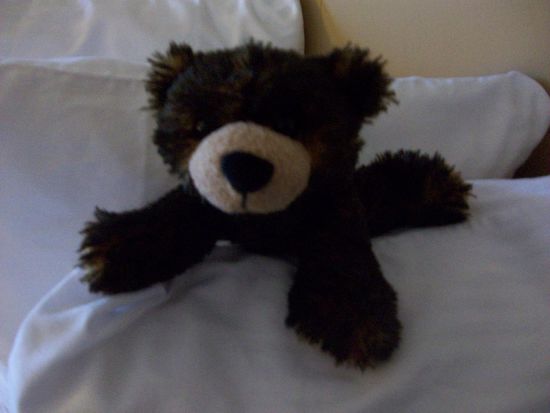 Zuwachs in der Bärenfamilie. Wir haben schon einen eigenen Koffer für die Bären gekauft, derzeit sind 6 Stück schon verpackt.