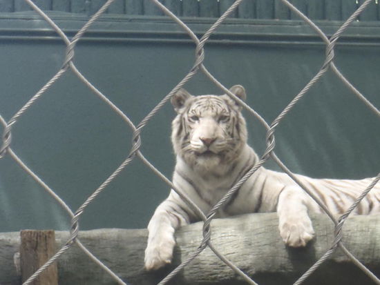 Ein riesiger weißer Tiger beobachtete uns von dem Baumstamm aus. Ihm schien das Wasser im Mund zusammen zu laufen. Er konnte sich halt so schwer entscheiden und so überlebten wir diesen Besuch des Tiergartens.