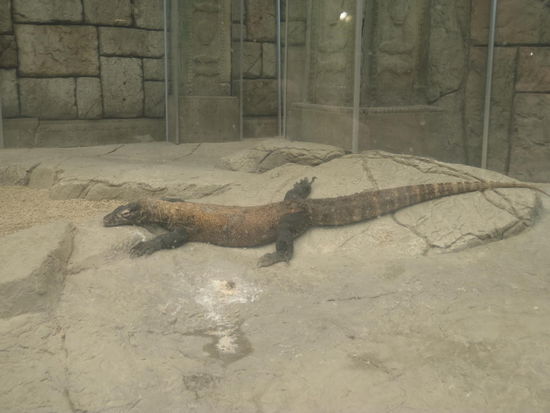 Noch ist er klein, der Komodo-Waran, aber ausgewachsen werden diese Tiere bis zu 6 Meter lang.