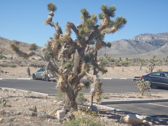 Kakteenbaum (so haben wir uns nach einiger Diskussion geeinigt) im Red Rock Canyon