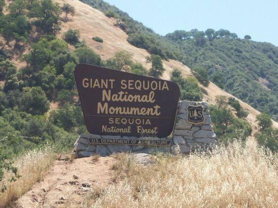 Einfahrt in den Nationalpark mit den riesigen Sequoia-Bäumen und mit der roten Baumrinde, die den Baum bei Waldbränden schützt. Außerdem verrotten die umgestürzten Bäume erst nach Jahrhunderten.