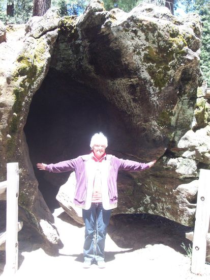 Mutter in einem umgestürtzen Baum, der schon vor mehr als 100 Jahren Holzfällern und Soldaten als Unterstand diente. Der Baum dürfte vor etwa 700 Jahren umgefallen sein.