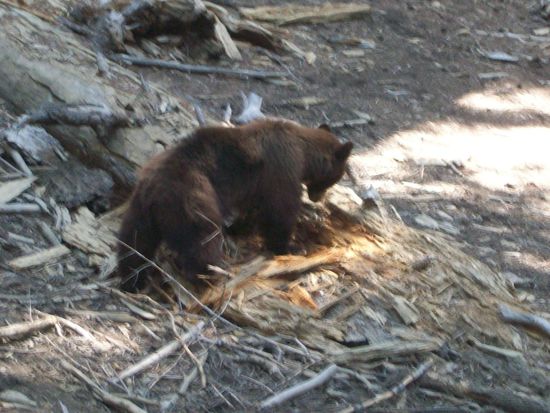 Auf unserem Weg beehrte uns ein Schwarzbär auf Nahrungssuche (habe Mutter und Eva extra runtergeschickt, aber der Bär wollte sie nicht)