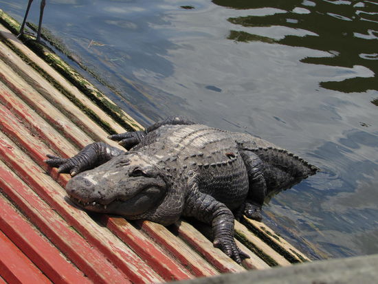 Hallo da oben - bin zur Zeit auf Diät