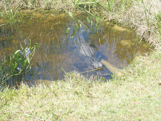 Jeder kleine Tümpel war von einem Alligator besetzt