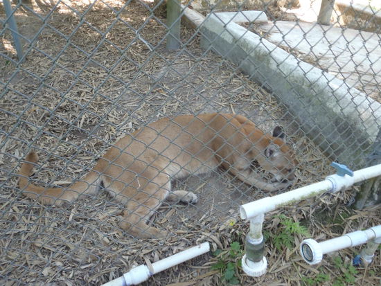 Ein Florida Panther, es gibt nur mehr ca. 160 Tiere in freier Wildbahn