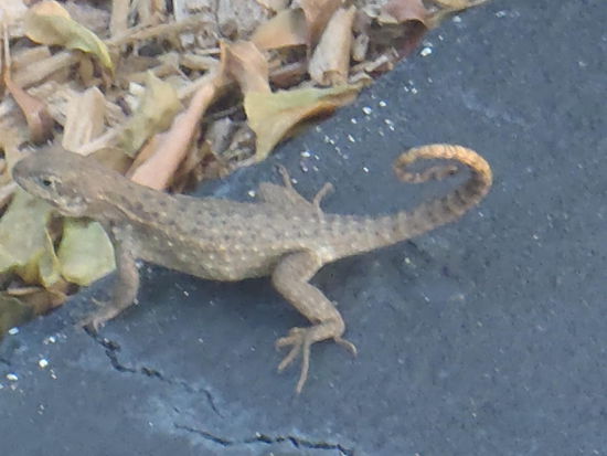 Drohgebärde wie ein Skorpion