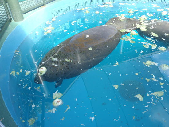Verletzte Manatees werden hier gesund gepflegt und wenn möglich, wieder in die Natur zurück gebracht