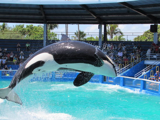 Orcashow und eine Menge Leute wurden klatschnaß