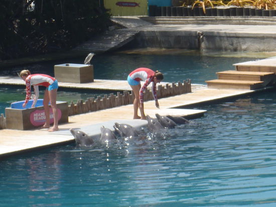 Delfinshow mit Flipper