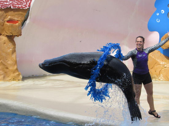 Show mit gelenkigem Seelöwen