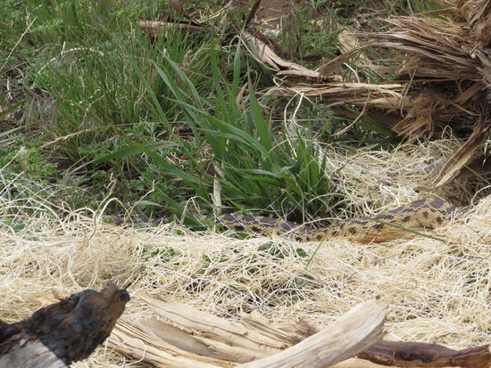 Eine Klapperschlange schaute uns beim Essen zu