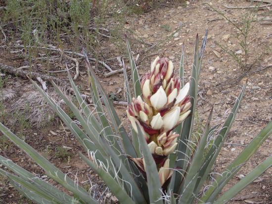 Ein kleines Blümchen für unsere super Fahrerin