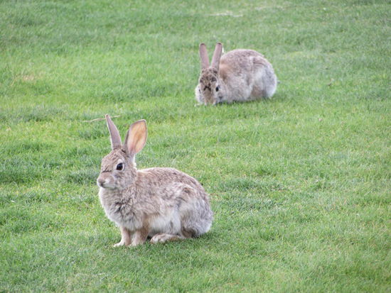 Auch Familie Mümmelmann macht Urlaub am Lake Powell